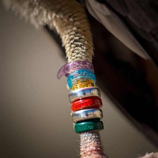 Birds Leg Bands & Identification Rings – Complete Guide for Bird Owners - Talha Traders