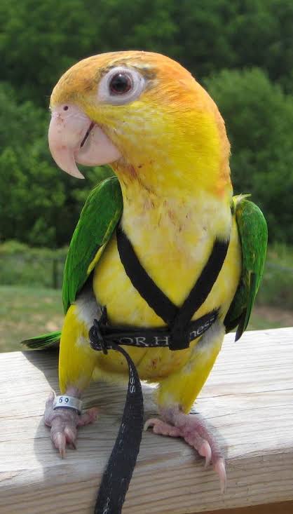 Adjustable nylon bird harness with leash – escape-proof design for parrots