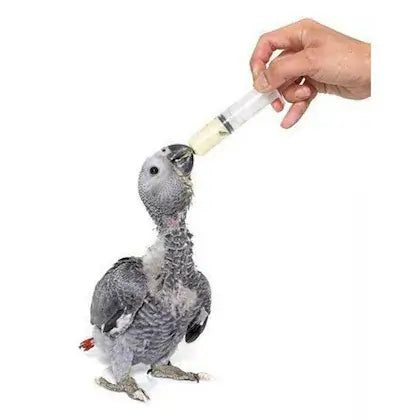 Gray parrot being fed from a syringe by a hand on a white background