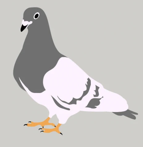 Illustration of a pigeon on a gray background
