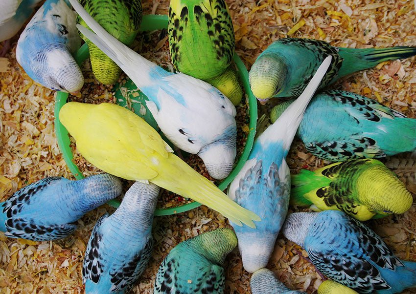 Complete Bird Feeds & Mix Seeds collection – balanced nutrition to support health, growth & energy for all bird species.