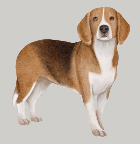Complete Dog Products collection – nutritious food, durable leashes, fun toys & grooming tools for your furry friend.