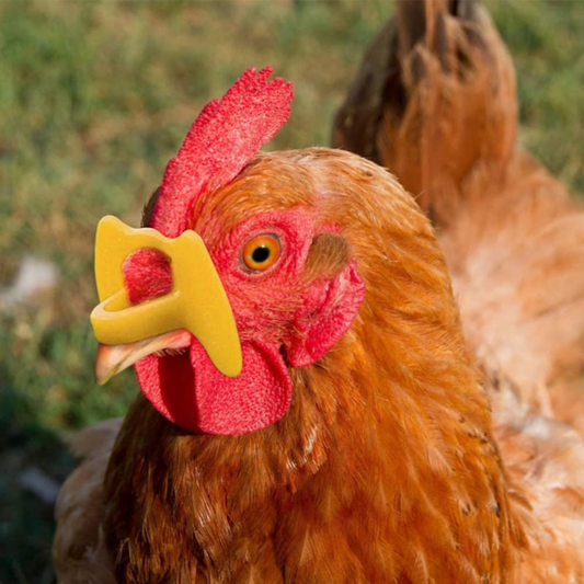 Pack-of-6-Pinless-Chicken-Blinders-AntiPecking-Clips