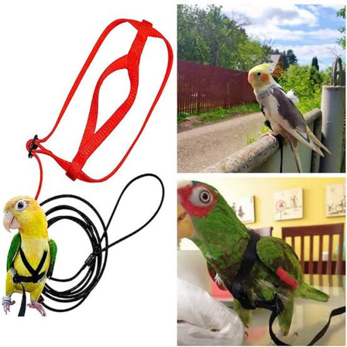 Bird harnesses with leashes and parrots using them in various settings.