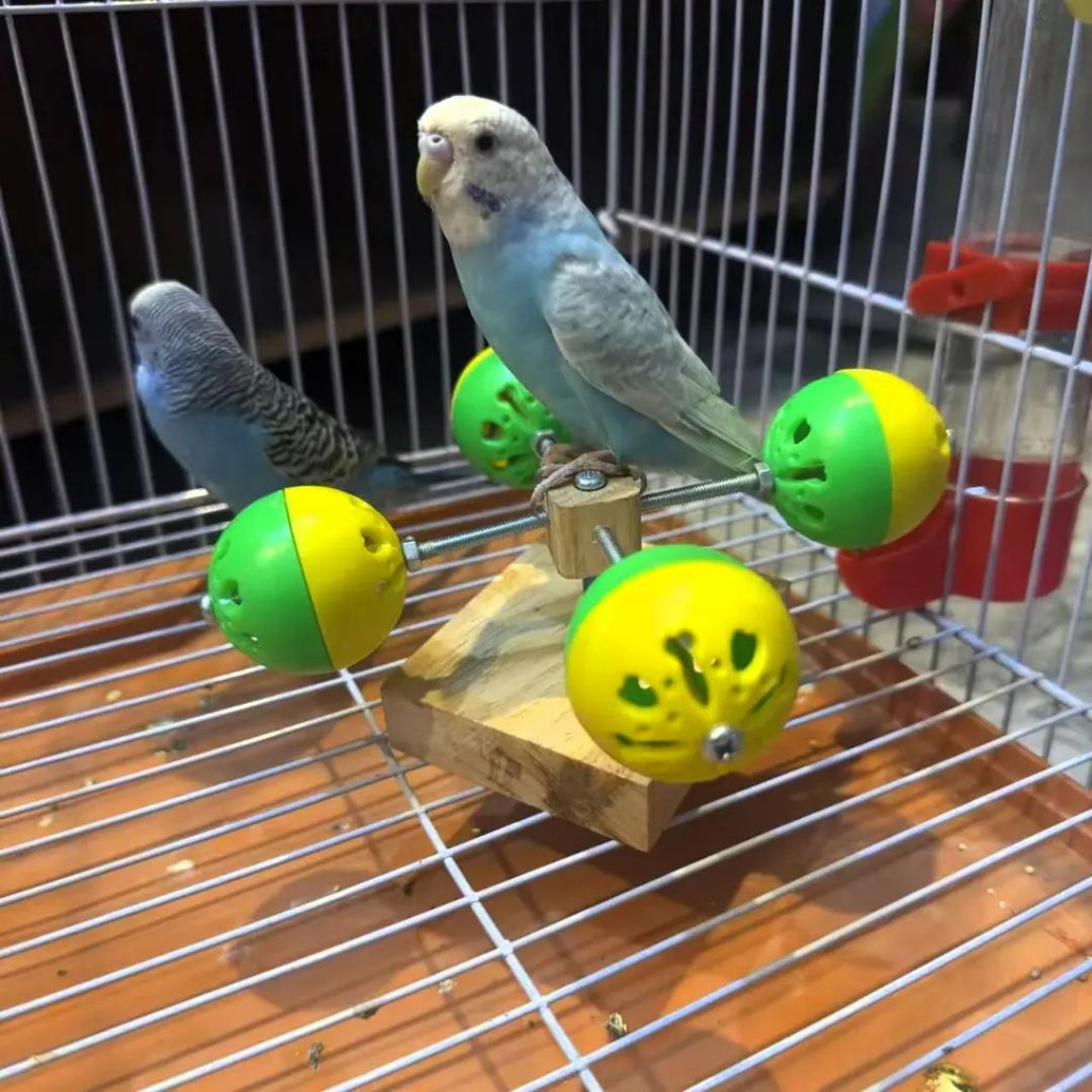 Two parakeets on a perch with colorful toys in a cage